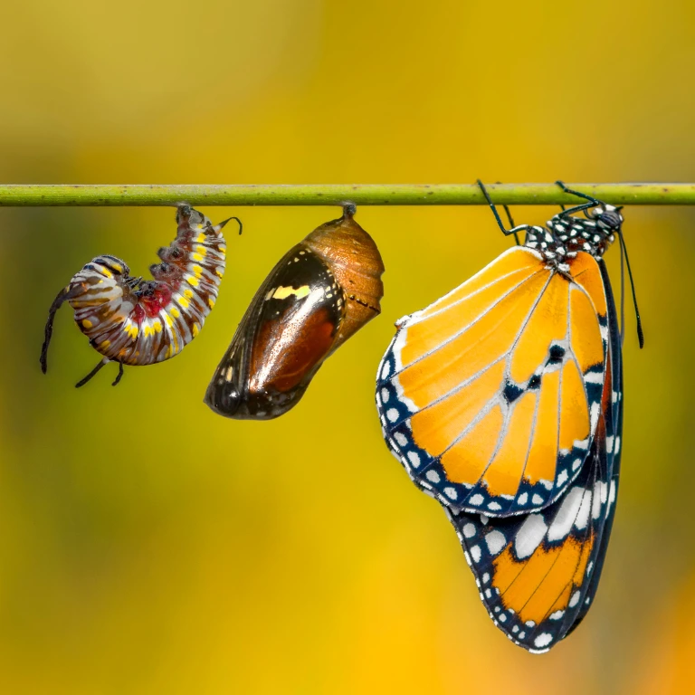 MR Global Solutions Widget Picture Transformation